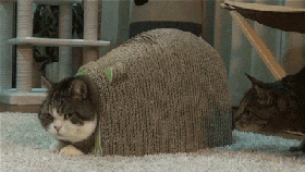 猫咪动态